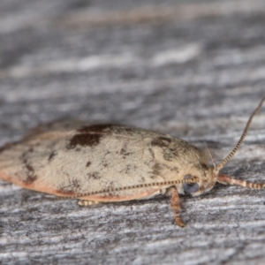 Garrha phoenopis at Melba, ACT - 10 Jan 2022