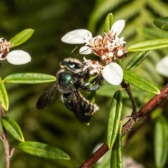 Xylocopa (Lestis) aerata (Golden-Green Carpenter Bee) at Acton, ACT - 11 Mar 2022 by Roger