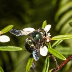 Xylocopa (Lestis) aerata at Acton, ACT - 11 Mar 2022 03:47 PM