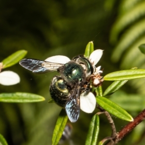 Xylocopa (Lestis) aerata at Acton, ACT - 11 Mar 2022 03:47 PM