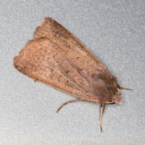 Mythimna (Pseudaletia) convecta at Melba, ACT - 11 Jan 2022 10:23 PM