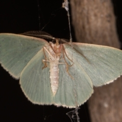 Chlorocoma melocrossa at Melba, ACT - 11 Jan 2022