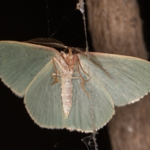 Chlorocoma melocrossa at Melba, ACT - 11 Jan 2022 10:28 PM