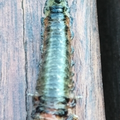 Pergidae sp. (family) (Unidentified Sawfly) at Acton, ACT - 11 Mar 2022 by SunnyU