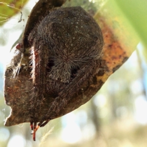 Araneinae (subfamily) at Yass River, NSW - 11 Mar 2022 03:56 PM