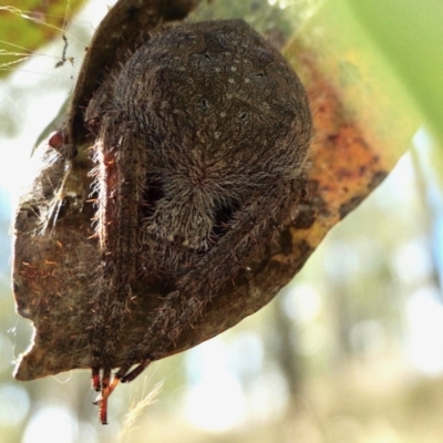 Araneinae (subfamily) (Orb weaver) at Rugosa - 11 Mar 2022 by SenexRugosus