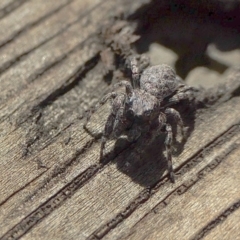 Arasia mollicoma at Yass River, NSW - 10 Mar 2022 by SenexRugosus