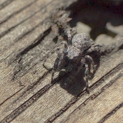 Unidentified Jumping or peacock spider (Salticidae) at Yass River, NSW - 10 Mar 2022 by SenexRugosus