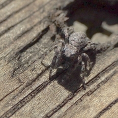 Unidentified Jumping & peacock spider (Salticidae) (TBC) at Yass River, NSW - 10 Mar 2022 by SenexRugosus