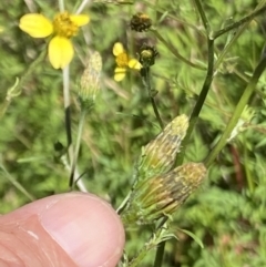 Bidens subalternans (Greater Beggars Ticks) at Tuggeranong Hill - 11 Mar 2022 by RAllen