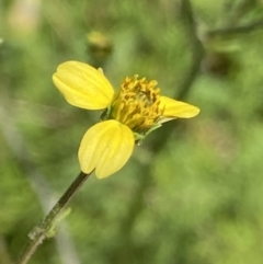 Bidens subalternans at Theodore, ACT - 11 Mar 2022