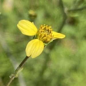 Bidens subalternans at Theodore, ACT - 11 Mar 2022