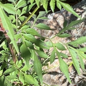 Bidens subalternans at Theodore, ACT - 11 Mar 2022