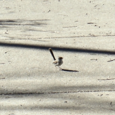 Malurus cyaneus (Superb Fairywren) at Aranda, ACT - 11 Mar 2022 by KMcCue