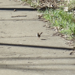 Malurus cyaneus at Aranda, ACT - 11 Mar 2022