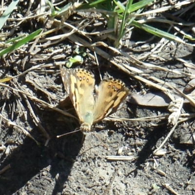 Vanessa kershawi (Australian Painted Lady) at Aranda Bushland - 11 Mar 2022 by KMcCue