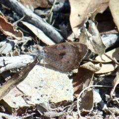 Geitoneura klugii (Marbled Xenica) at Aranda, ACT - 11 Mar 2022 by KMcCue