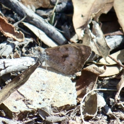 Geitoneura klugii (Marbled Xenica) at Aranda, ACT - 11 Mar 2022 by KMcCue