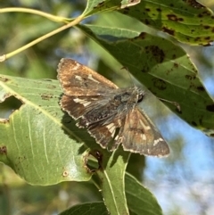 Dispar compacta (Barred Skipper) at Tuggeranong Hill - 11 Mar 2022 by RAllen