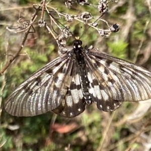 Acraea andromacha at Theodore, ACT - 11 Mar 2022