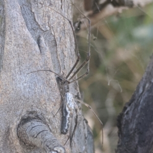 Tetragnatha demissa at Throsby, ACT - 11 Mar 2022