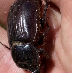 Dasygnathus sp. (genus) (Rhinoceros beetle) at Tuggeranong Hill - 11 Mar 2022 by RAllen