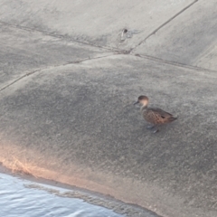 Anas gracilis (Grey Teal) at Forde, ACT - 11 Mar 2022 by chriselidie