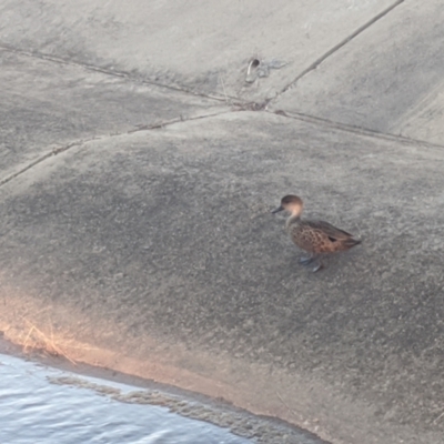 Anas gracilis (Grey Teal) at Forde, ACT - 11 Mar 2022 by chriselidie