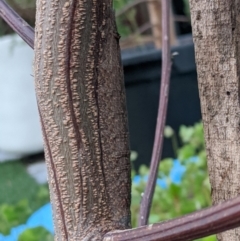 Lasiocampidae (family) immature at Amaroo, ACT - suppressed