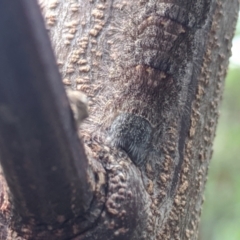 Lasiocampidae (family) immature at Amaroo, ACT - suppressed