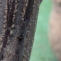 Lasiocampidae (family) immature at Amaroo, ACT - suppressed