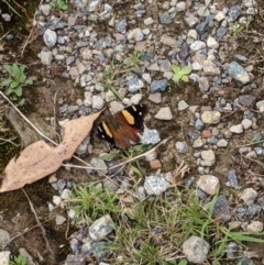 Vanessa itea (Yellow Admiral) at Forde, ACT - 8 Mar 2022 by chriselidie