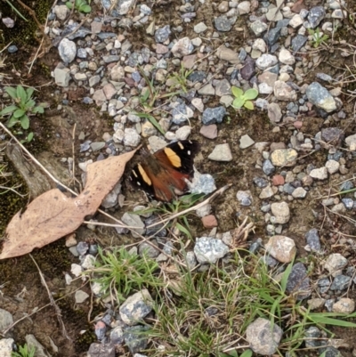 Vanessa itea (Yellow Admiral) at Forde, ACT - 8 Mar 2022 by chriselidie