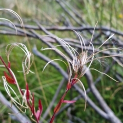 Epilobium sp. (A Willow Herb) at Paddys River, ACT - 10 Mar 2022 by pixelnips