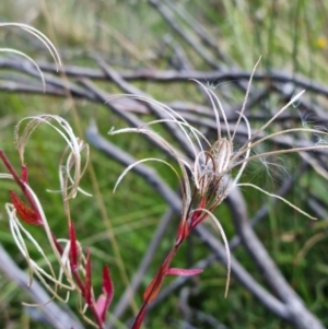 Epilobium sp. at Paddys River, ACT - 10 Mar 2022 11:04 AM