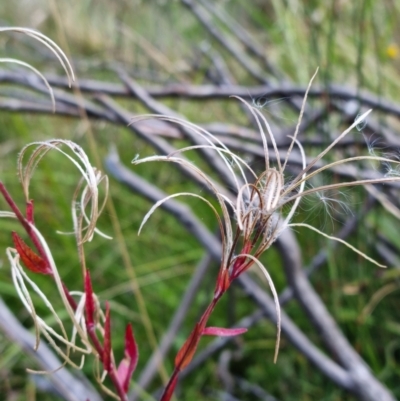 Epilobium sp. (A Willow Herb) at Gibraltar Pines - 10 Mar 2022 by pixelnips