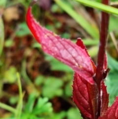 Epilobium sp. at Paddys River, ACT - 10 Mar 2022