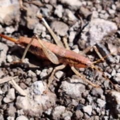 Coptaspis brevipennis (A katydid) at Gibraltar Pines - 10 Mar 2022 by pixelnips