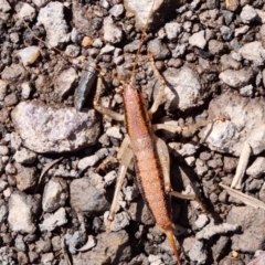 Coptaspis brevipennis at Paddys River, ACT - 10 Mar 2022