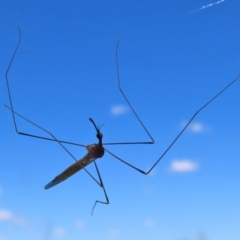 Tipulidae or Limoniidae (family) (Unidentified Crane Fly) at Fyshwick, ACT - 11 Mar 2022 by RodDeb