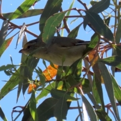 Pardalotus striatus at Fyshwick, ACT - 11 Mar 2022