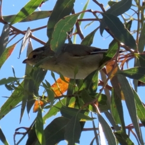 Pardalotus striatus at Fyshwick, ACT - 11 Mar 2022