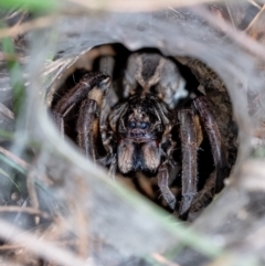 Tasmanicosa sp. (genus) (Tasmanicosa wolf spider) at Penrose, NSW - 11 Mar 2022 by Aussiegall