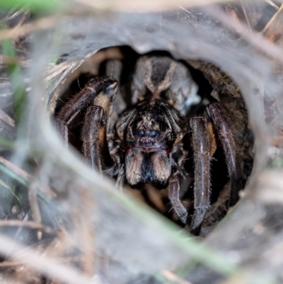 Tasmanicosa sp. (genus) (Tasmanicosa wolf spider) at Penrose, NSW - 11 Mar 2022 by Aussiegall