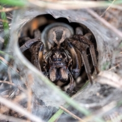 Tasmanicosa sp. (genus) at Penrose, NSW - suppressed