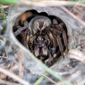Tasmanicosa sp. (genus) at Penrose, NSW - suppressed