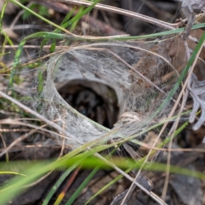 Tasmanicosa sp. (genus) at Penrose, NSW - suppressed