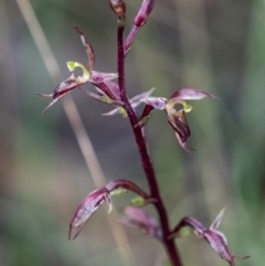 Acianthus exsertus (Large Mosquito Orchid) at Penrose, NSW - 11 Mar 2022 by Aussiegall