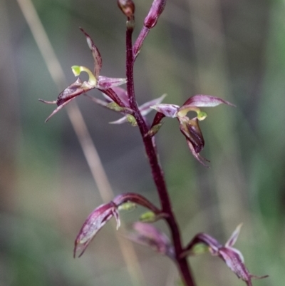 Acianthus exsertus (Large Mosquito Orchid) at Penrose, NSW - 11 Mar 2022 by Aussiegall
