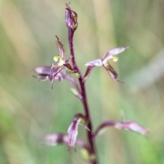Acianthus exsertus at suppressed - suppressed